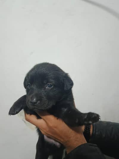 sell Labrador puppies
