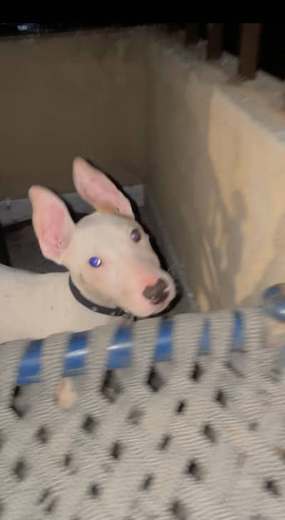 Gultair puppies pair