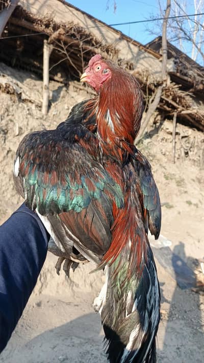 Amroha old bloodline