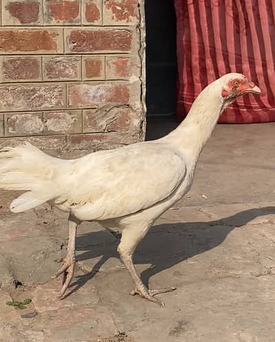 Aseel murgy for sale