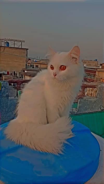 Pair Of triple coat Persian cats