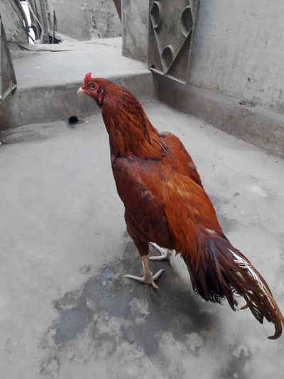 pilla zahrella miyawali aseel