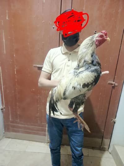 aseel jawa available for sale