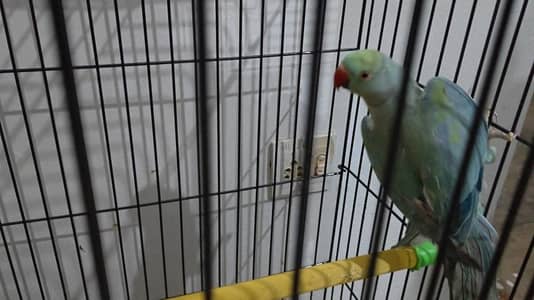 Emerald Ringneck Breeder Female