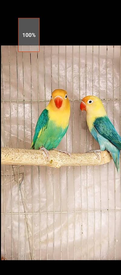 Aqua B1 Pale fellow Male