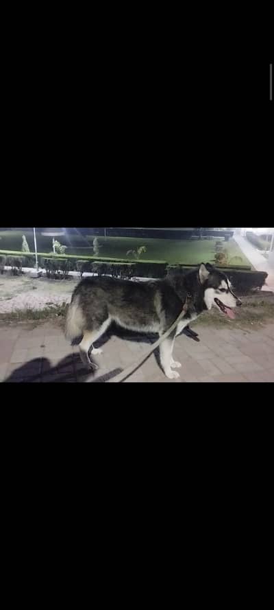 Siberian husky female (Black white)