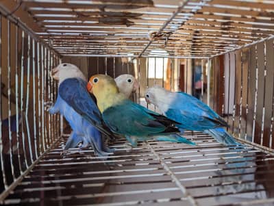 OPLINE SPLIT PALEFALLOWS