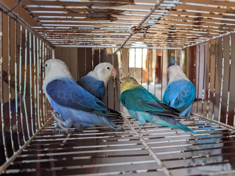 OPLINE SPLIT PALEFALLOWS 1