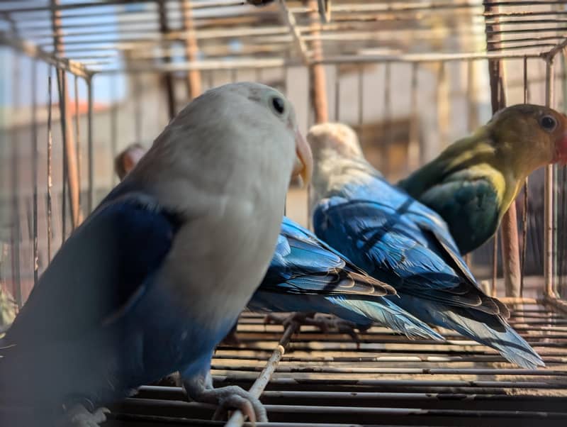 OPLINE SPLIT PALEFALLOWS 3