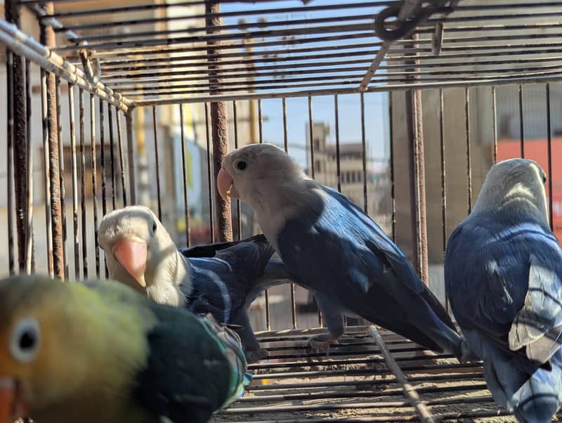 OPLINE SPLIT PALEFALLOWS 4