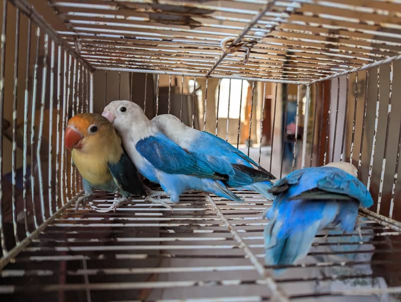 OPLINE SPLIT PALEFALLOWS 6