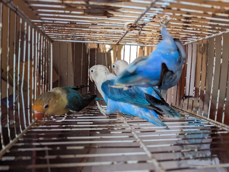 OPLINE SPLIT PALEFALLOWS 7