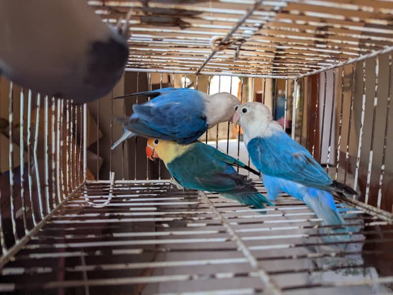 OPLINE SPLIT PALEFALLOWS 8