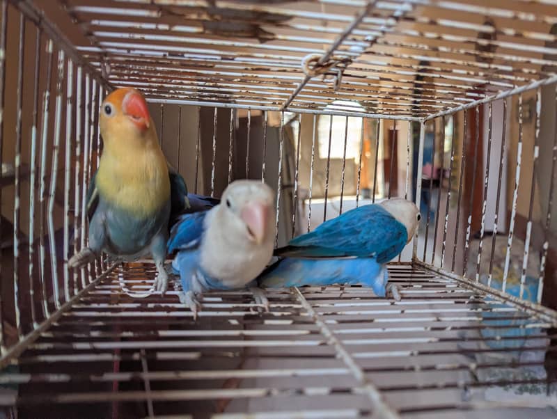 OPLINE SPLIT PALEFALLOWS 9