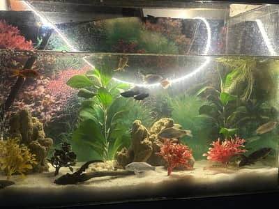 Aquarium urjent sale