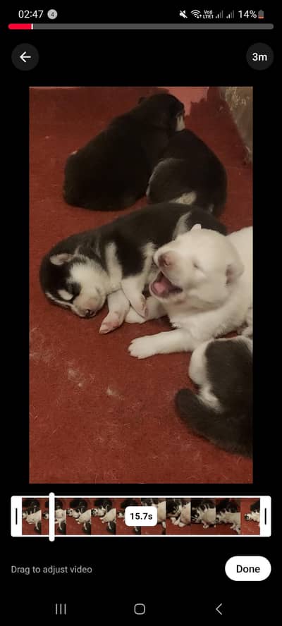 Husky puppies for sale