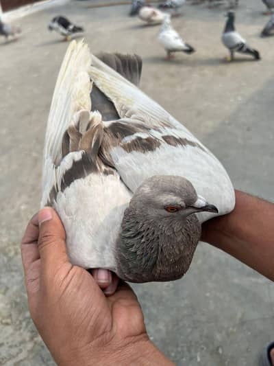 pigeon