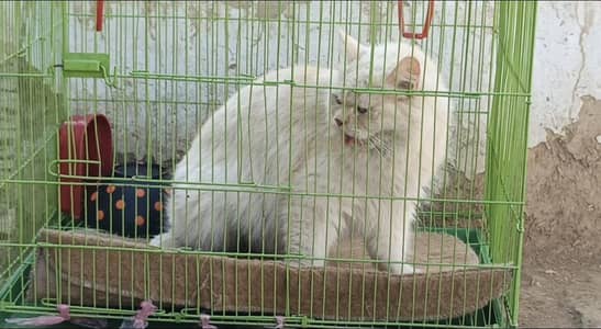 Persian Female Odd eyes cat, Already trained