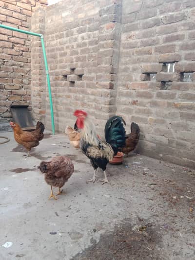 Desi Breder Breder khubsurat Long tail Murga