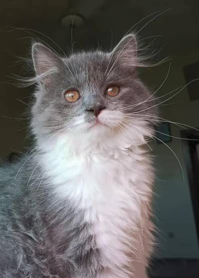 I'm selling my precious cat urgent because I'm moving abroad