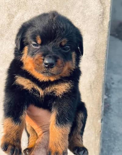 rottweiler top quality female