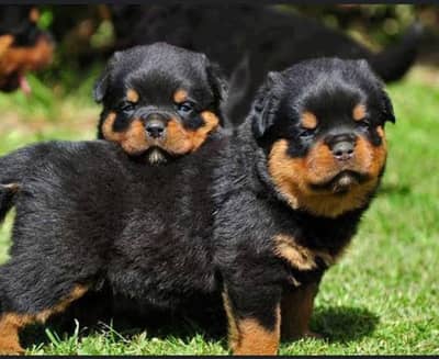 rottweiler top quality female