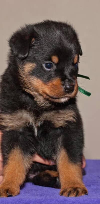 rottweiler top quality female