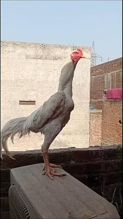 japani shamo or white hint