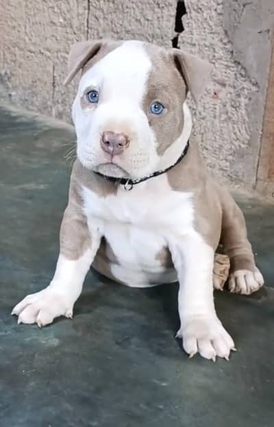 Pitbull puppies 03145176416