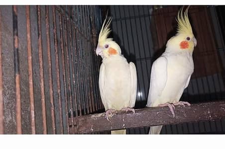 Comen White Red eyes