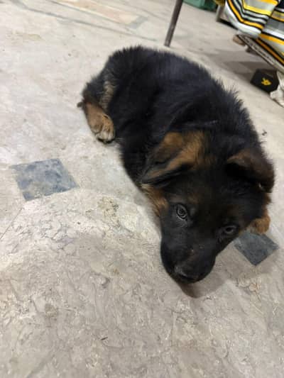 German Shepherd Puppy Long Coat Pure breed