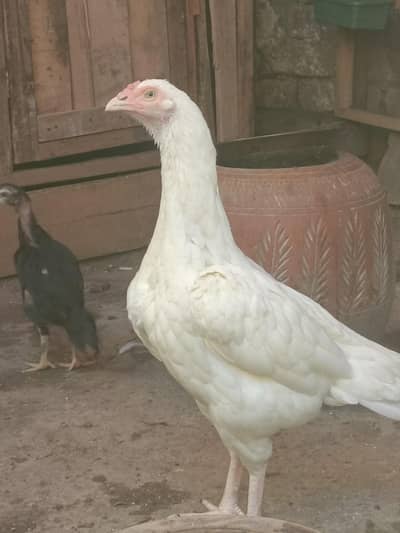 aseel Shamo murgi mianwali Heera murgi