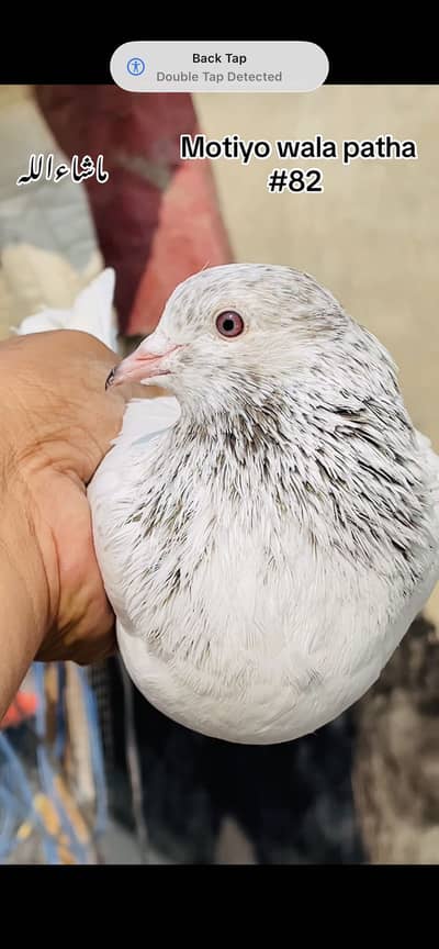 Breedar male / female par pics price