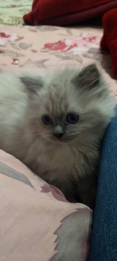 Himalayan kitten