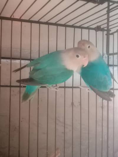 Lovebirds breeder pair with cage & box
