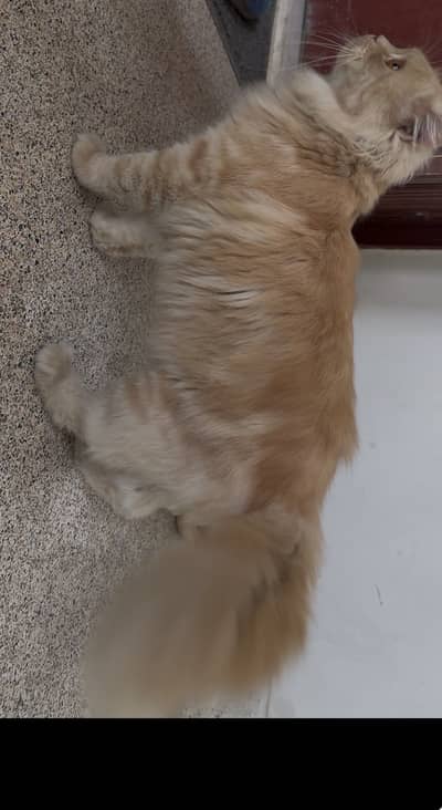 Persian tripple  coat  brown