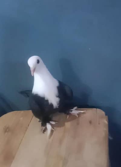 karbalai young male or patha