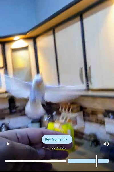 Fully Flying Tame Parrot (Lovebird) No Bite Very Friendly