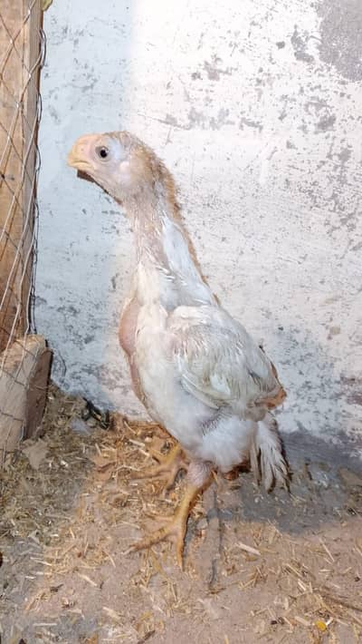 parrot beak coin head long tail