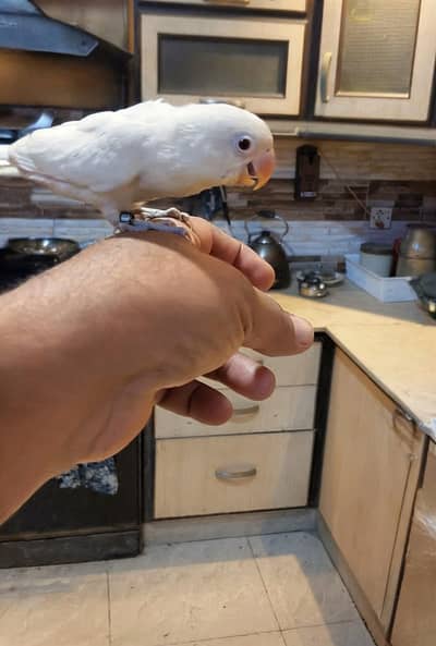 Fully Flying Tame Parrot  Super Friendly - Zero Bite