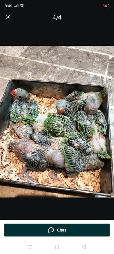green ringneck parrot baby