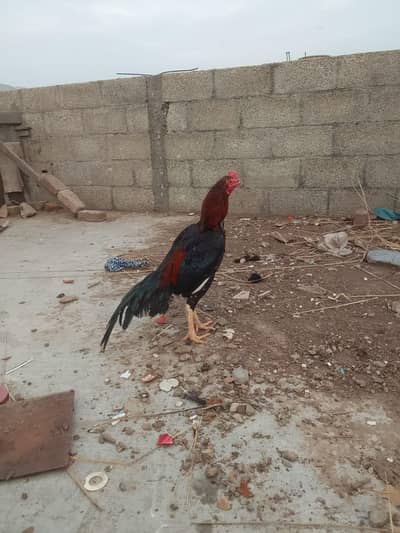 Aseel Tela murgha for sale home breed bhot achi quality ka murgha ha