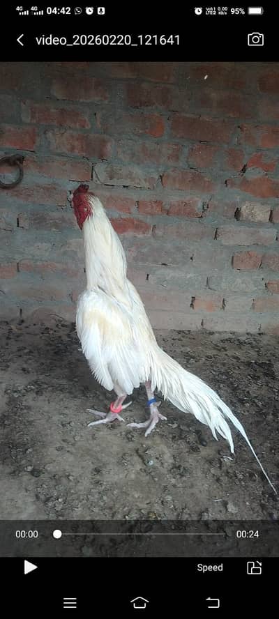 white Heera kana breedar aseel murga  for sel