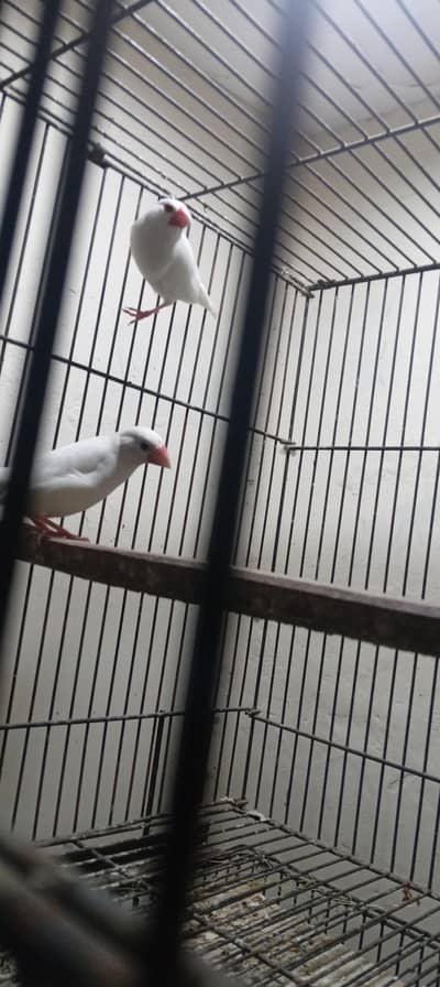 white java and silver java breader pair for sale