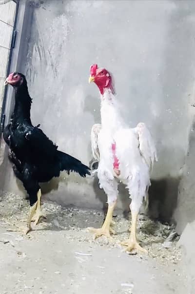 Breader pair shamo | king shamo | Japanese shamo