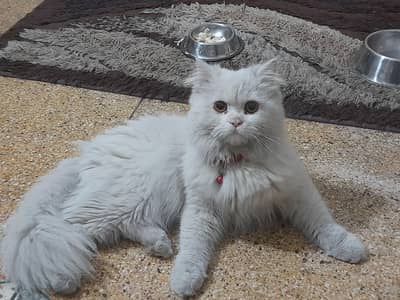 persian tripple coated male