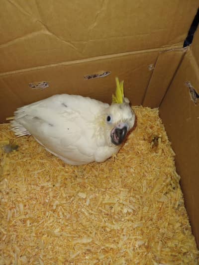 sulphur medium cockatoo