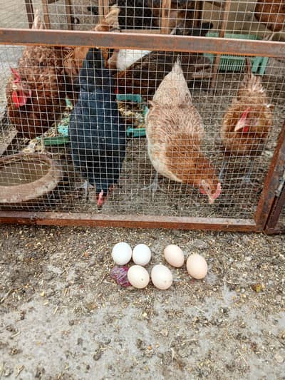 Pure desi ghar ki murghion k anday eggs for sale