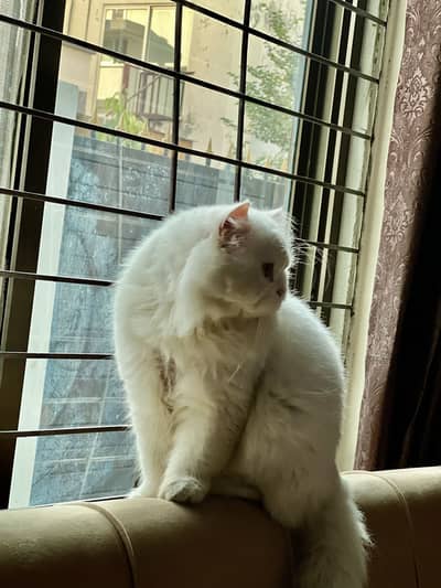 Persian cat