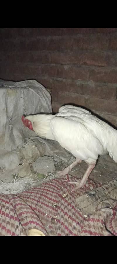 paper withe aseel murga